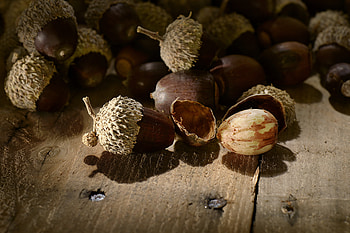 Eat an acorn, Do you have what it takes HD wallpaper