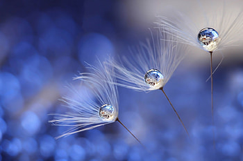 Dandelio seeds and water drops, blue, summer, bokeh, water drop, dandelion, seed, trio HD wallpaper