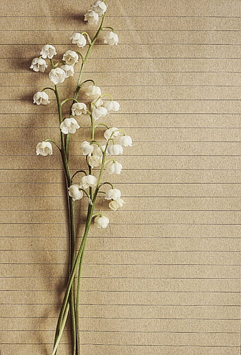 Delicate lily of the valley flowers arranged on textured paper, showcasing elegance and natural beauty. HD phone wallpaper