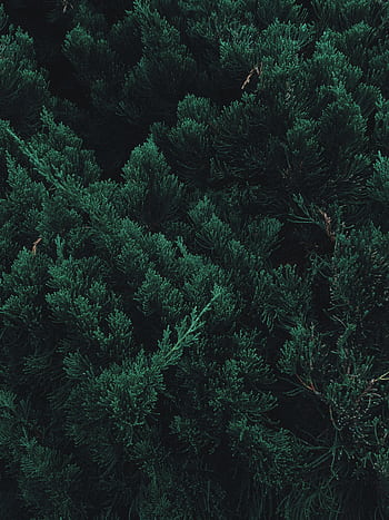 Dense evergreen foliage textures creating a natural green background. HD phone wallpaper