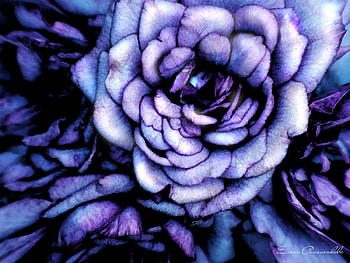 Plants, Flowers, Roses HD wallpaper