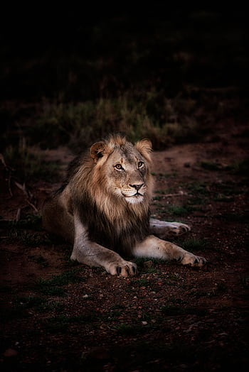 A powerful lion lying down outdoors, showcasing its mane and majestic presence. HD phone wallpaper