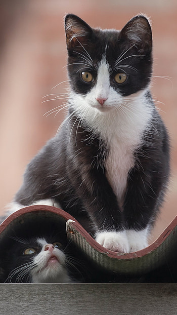 Peekaboo Tuxedo Kittens — Cute Cat , kitten, baby animal, Animal, cat HD phone wallpaper