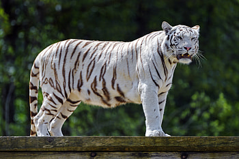 Animals, Predator, Big Cat, Tiger, Fangs, To Fall, Mouth, Bengal Tiger HD wallpaper