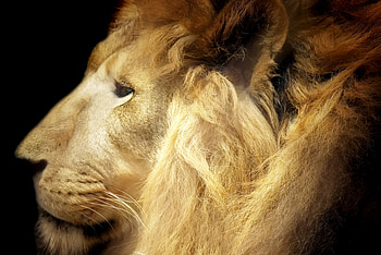 Male lion, animal, mane, king, lion, male HD wallpaper