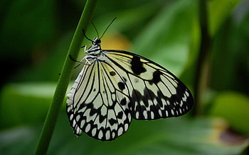 Macro, Stains, Spots, Butterfly, Wings HD wallpaper