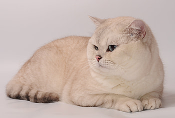 Animals, Cat, Sight, Opinion, Fat, Thick HD wallpaper