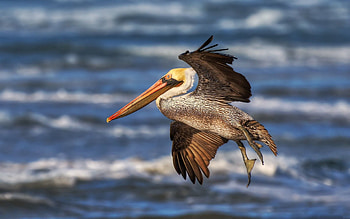 Animals, Waves, Beak, Flight, Pelican HD wallpaper