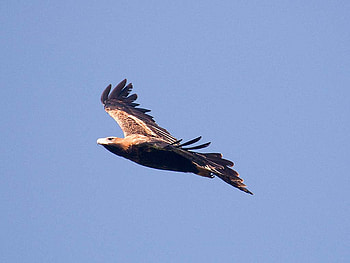 Wedge Tail Eagle in flight, australian, wedge tail, soaring, eagle HD wallpaper