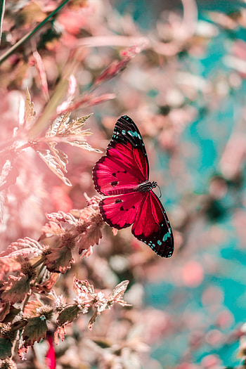 Grass, Macro, Bright, Insect, Butterfly, Wings HD phone wallpaper