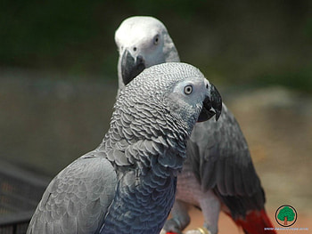 adi, birds, animals HD wallpaper