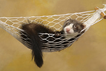 Animals, Relaxation, Rest, Animal, Dream, Sleep, Ferret, Polecat, Hammock HD wallpaper