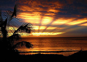 Fan of gold, shore, palm tree, gold rays, water, sunset, fan HD wallpaper