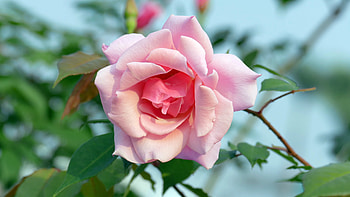 Rose, summer, pink, green, flower, trandafir, nature, vara HD wallpaper