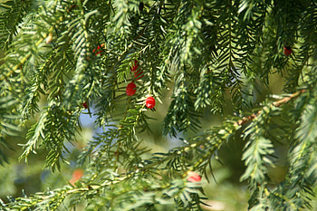 Green primantis, Tree branch HD wallpaper