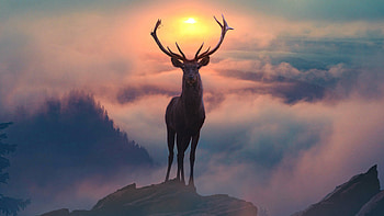 Mountain fog, Reindeers HD wallpaper