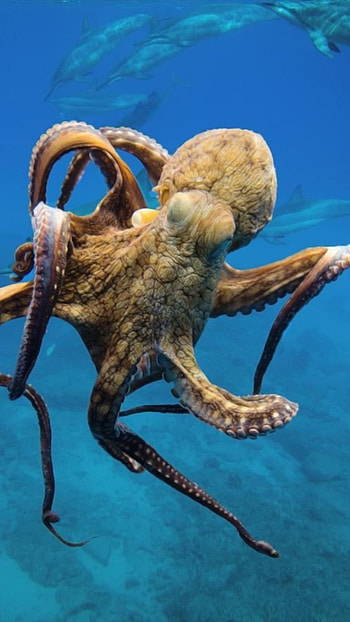 Octopus, Amazing Animal, Ocean HD phone wallpaper