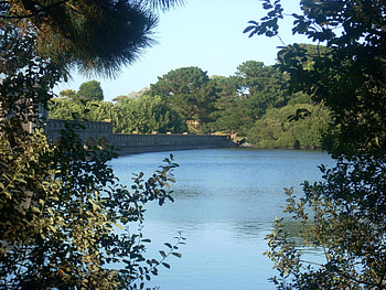 Lake, trees, dam, reservior HD wallpaper