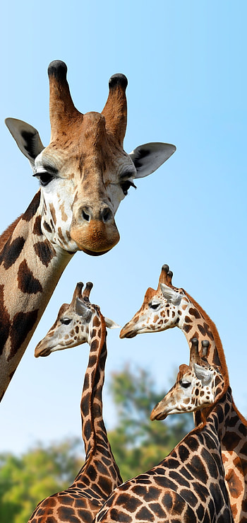 Animal wonder, Elegant giraffe, Natural beauty, Serene grace HD phone wallpaper
