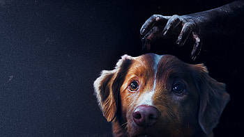 Good Boy! — Midnight Loyal Gaze HD wallpaper