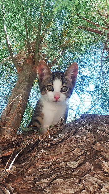 Cute Kitten, kitten, Animal, cat HD phone wallpaper