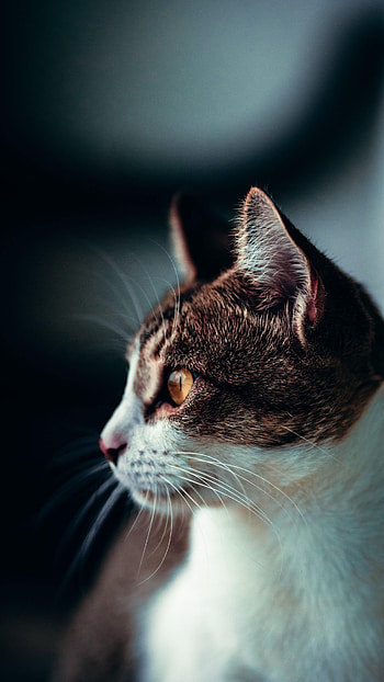 Animals, Cat, Pet, Sight, Opinion, Profile HD phone wallpaper
