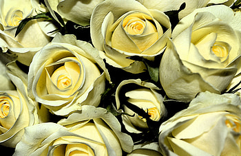 Flowers, Bouquet, Buds, Yellow Roses HD wallpaper