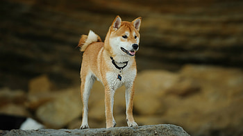 Shiba Inu, , Sarah Peltier HD wallpaper
