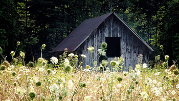 An old barn near Brevard, North Carolina, wildflowers, summer, meadow, usa HD wallpaper