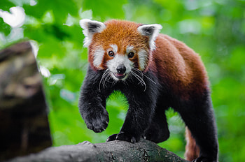 Cute, red panda, animal, play HD wallpaper