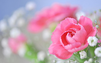 Peony Flower Pink Small White Wide Wpwide px HD wallpaper