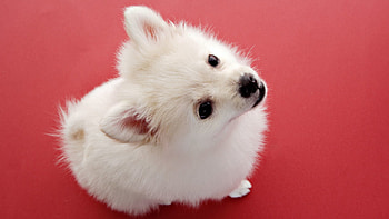 Animals, Muzzle, Puppy, Kid, Tot, Wool HD wallpaper
