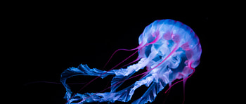 Glowing jellyfish, Black background, White animals, Captivating creatures HD wallpaper