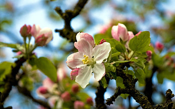 Macro, Wood, Tree, Branches, Bloom, Flowering HD wallpaper