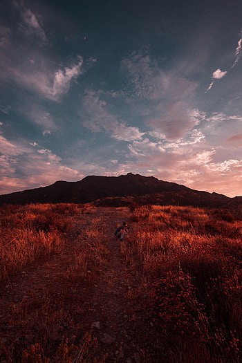 Nature, Sunset, Grass, Sky, Field, grapher HD phone wallpaper