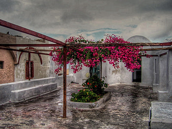 a stormy day, flowers, day, stormy HD wallpaper