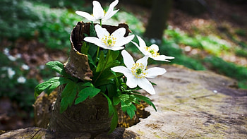 flowers on the branch, branch, white, nature, flowers HD wallpaper