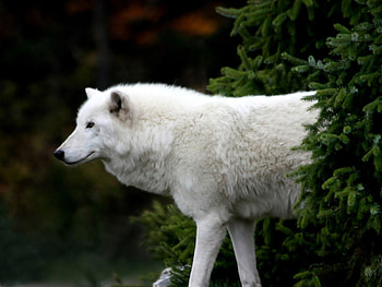 Animals, Wood, Tree, Fir, Spruce, Wolf HD wallpaper