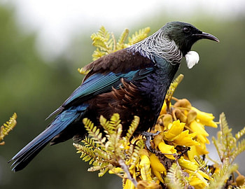 New Zealand bird, cute, leaves, New Zealand, bird HD wallpaper