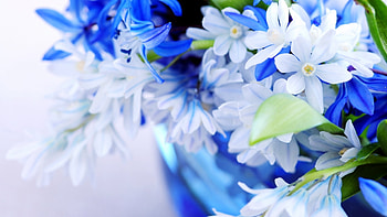 Plants, Flowers HD wallpaper
