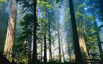Forest, Cedar Trees HD wallpaper
