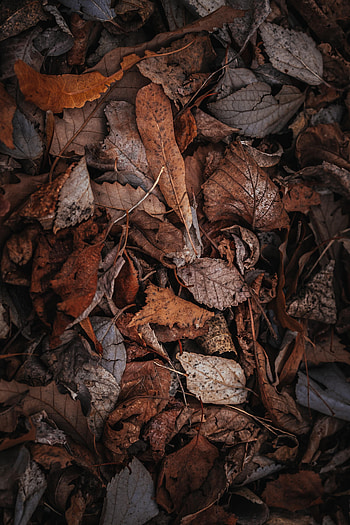 Nature, Autumn, Foliage, Dry HD phone wallpaper