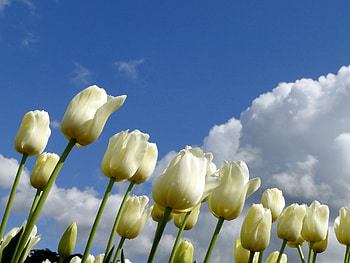 Flowers, Sky, Tulips, Clouds, Spring HD wallpaper