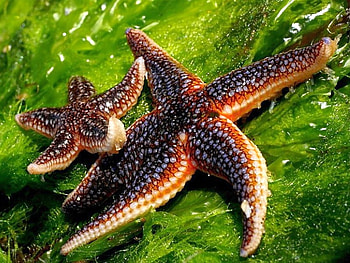 Star Fish, beautiful HD wallpaper