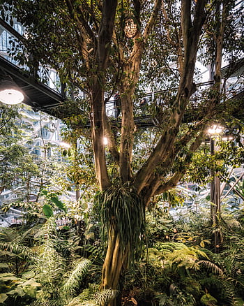 Captivating indoor greenhouse featuring a variety of tropical plants and trees. HD phone wallpaper