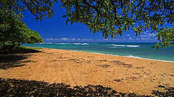 Nature, Sea, Sand, Shore, Bank, Wood, Tree, Branches, Branch, Shadow, Traces HD wallpaper