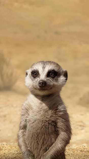 The Lion King (2022) movie HD phone wallpaper