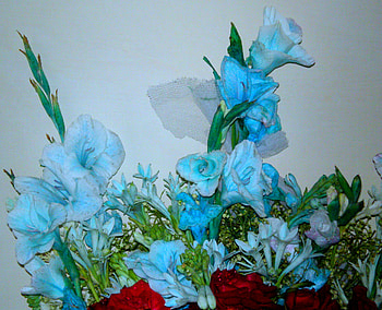 Flowers, beautiful, nature HD wallpaper