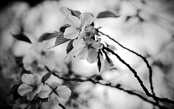 Flowers, Plant, Macro, Bloom, Flowering, Spring HD wallpaper
