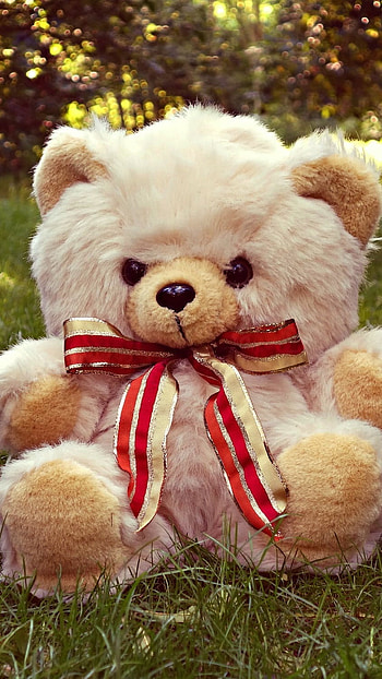 Cute Teddy, Grass Background HD phone wallpaper